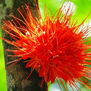 Jardín Botánico – Fotos y videos