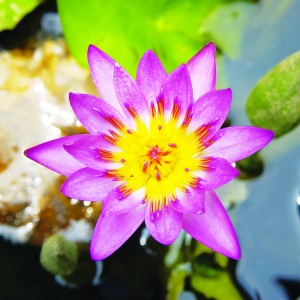 Jardín Botánico – Fotos y videos