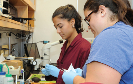 Académicos Académicos