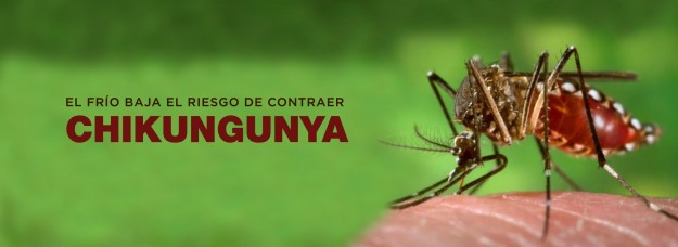 Slider Chikun-01 El frío baja el riesgo de contraer chikungunya