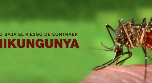 El frío baja el riesgo de contraer chikungunya