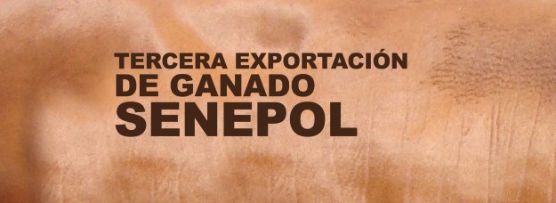 Slider Senepol2-01 Tercera exportación de ganado Senepol