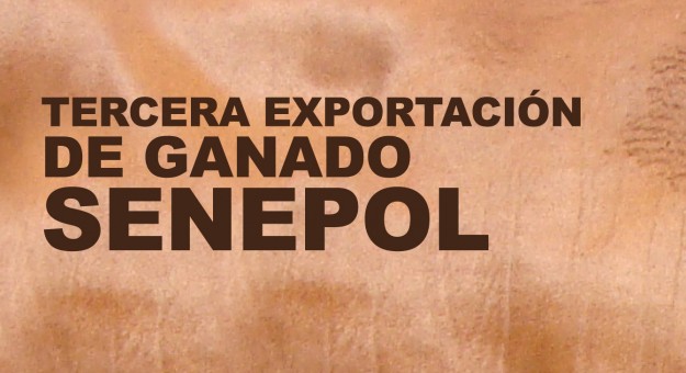 Tercera exportación de ganado Senepol