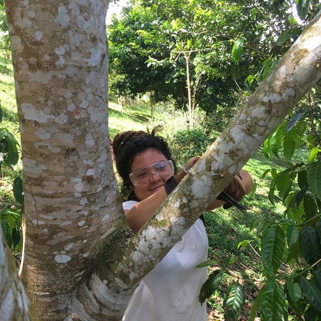 Estudiantes practican ejercicios para el manejo de árboles en el recinto Estudiantes practican ejercicios para el manejo de árboles en el recinto