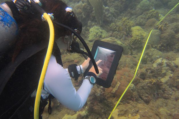 Estudiantes doctorales crean aplicación para identificar peces Estudiantes doctorales crean aplicación para identificar peces