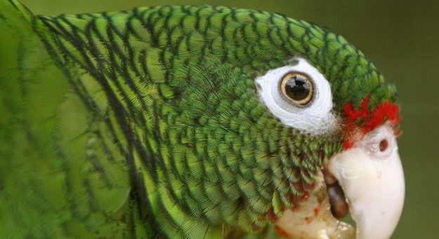 cotorra de puerto rico