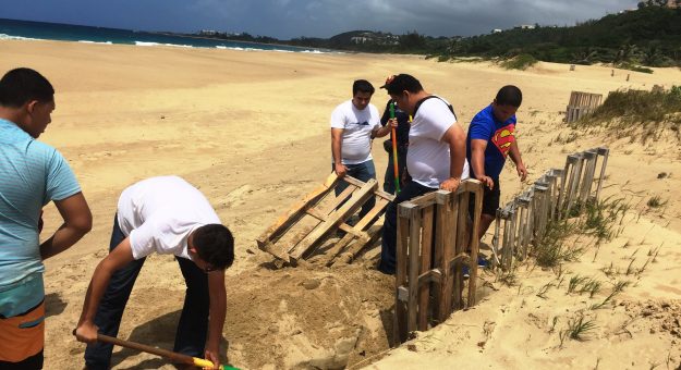 Vida Marina de la UPR-Aguadilla en proyecto de restauración de dunas