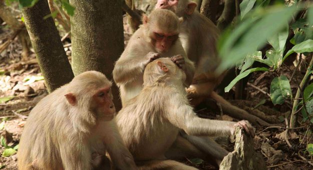 Importantes las conexiones sociales para la supervivencia animal. Foto Lauren Brent