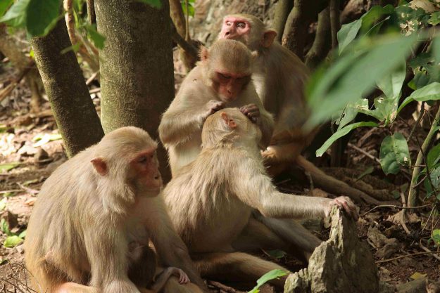 Importantes las conexiones sociales para la supervivencia animal. Foto Lauren Brent Importantes las conexiones sociales para la supervivencia animal. Foto Lauren Brent