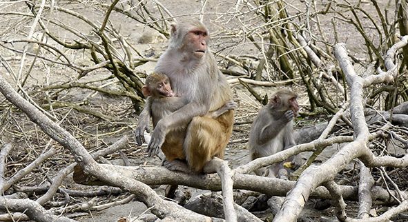 Ante los estragos causados por el huracán María en Puerto Rico, el Better Research Better Life Foundation anunció que hará un donativo de $128,309 para la reconstrucción del Centro de Investigación de Primates del Caribe, adscrito al Recinto de Ciencias Médicas de la Universidad de Puerto Rico (UPR), el cual está ubicado en Cayo Santiago, Humacao.