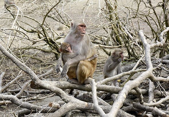 Ante los estragos causados por el huracán María en Puerto Rico, el Better Research Better Life Foundation anunció que hará un donativo de $128,309 para la reconstrucción del Centro de Investigación de Primates del Caribe, adscrito al Recinto de Ciencias Médicas de la Universidad de Puerto Rico (UPR), el cual está ubicado en Cayo Santiago, Humacao. Ante los estragos causados por el huracán María en Puerto Rico, el Better Research Better Life Foundation anunció que hará un donativo de $128,309 para la reconstrucción del Centro de Investigación de Primates del Caribe, adscrito al Recinto de Ciencias Médicas de la Universidad de Puerto Rico (UPR), el cual está ubicado en Cayo Santiago, Humacao.