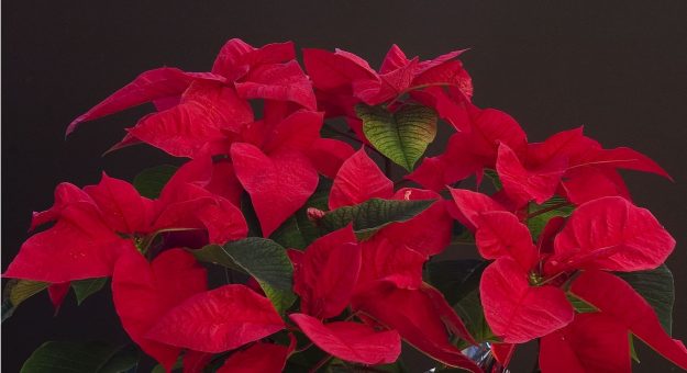 La Navidad llega al Jardín Botánico de la UPR con el evento “Reverdece Nuestro Jardín”