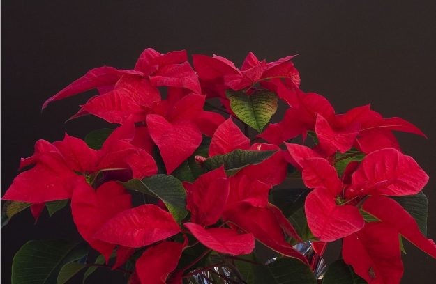 La Navidad llega al Jardín Botánico de la UPR con el evento “Reverdece Nuestro Jardín” La Navidad llega al Jardín Botánico de la UPR con el evento “Reverdece Nuestro Jardín”