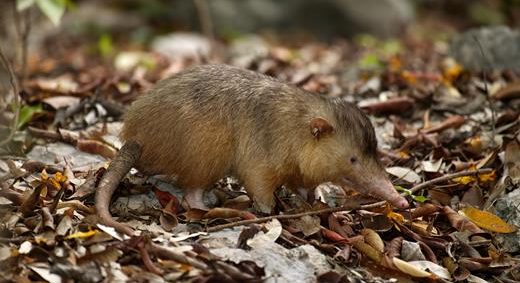 Solenodonte de La Española tomada por Eladio Fernández, de Caribbean Nature Photography.