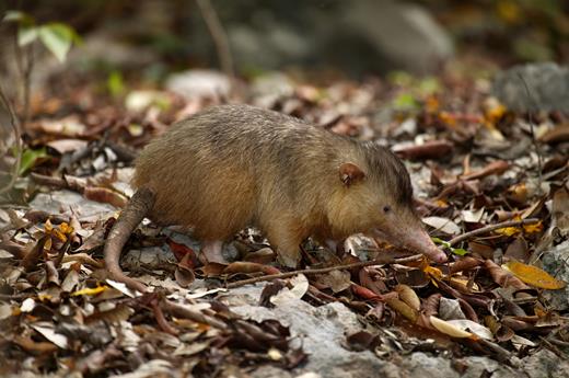 Solenodonte de La Española tomada por Eladio Fernández, de Caribbean Nature Photography. Solenodonte de La Española tomada por Eladio Fernández, de Caribbean Nature Photography.