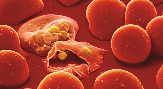 Parásito de la malaria invadiendo glóbulos rojos