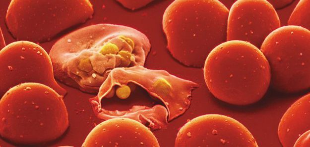 Parásito de la malaria invadiendo glóbulos rojos Parásito de la malaria invadiendo glóbulos rojos
