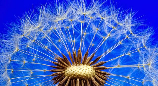 Estación de Aeroalérgenos del Recinto de Ciencias Médicas estrena APP