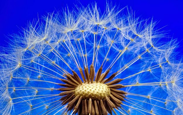 Estación de Aeroalérgenos del Recinto de Ciencias Médicas estrena APP Estación de Aeroalérgenos del Recinto de Ciencias Médicas estrena APP