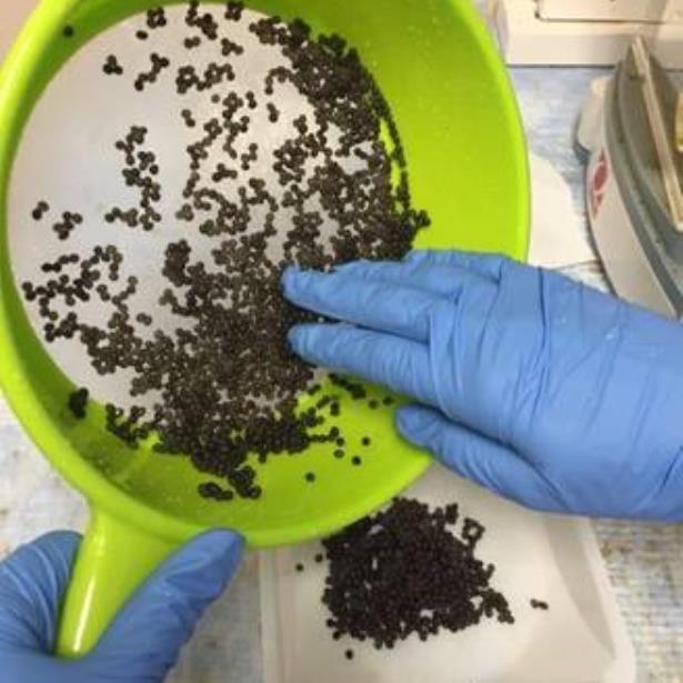 Fabricar las perlas no sería costoso porque los materiales provienen de desechos naturales lo que es económico, y son reusables. (Suministrada) Fabricar las perlas no sería costoso porque los materiales provienen de desechos naturales lo que es económico, y son reusables. (Suministrada)