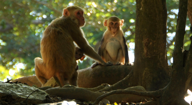 La escritura permite el desembolso de $7.8 millones asignados por NIH al Recinto de Ciencias Médicas