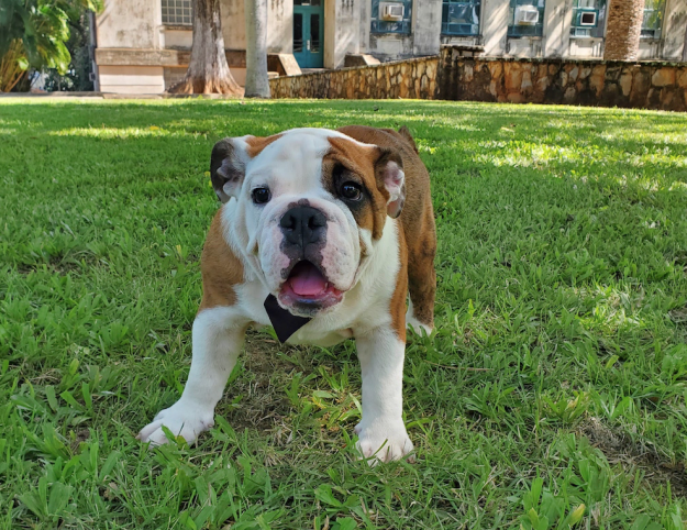 Tarzán XII Tarzán XII