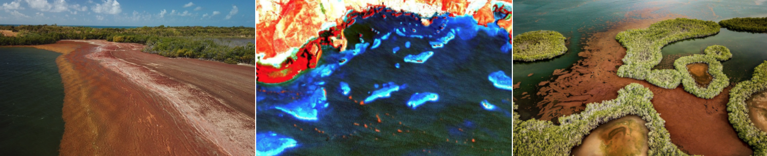 NASA otorga subvención al RUM para investigar sargazo con tecnología satelital NASA otorga subvención al RUM para investigar sargazo con tecnología satelital