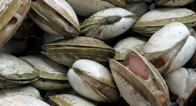 Del chinchorro a la tecnología Almeja funciona como biorreactor natural