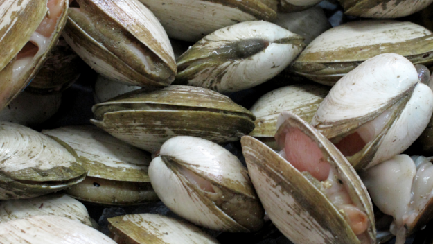 Del chinchorro a la tecnología Almeja funciona como biorreactor natural Del chinchorro a la tecnología Almeja funciona como biorreactor natural