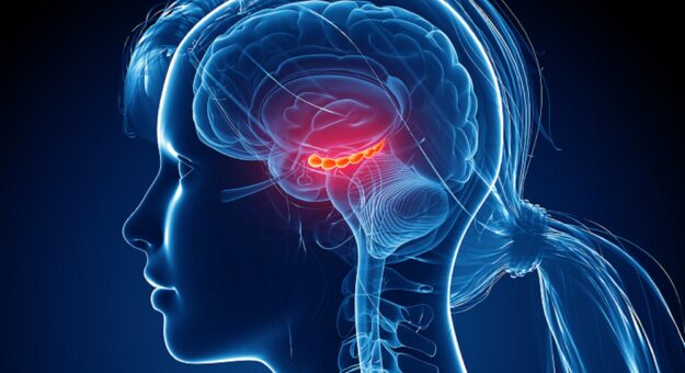 Hippocampus_G_530308980