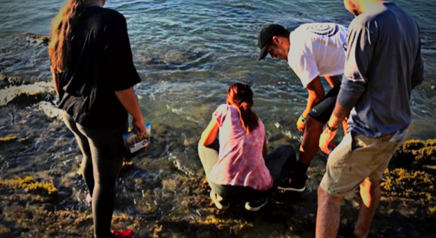 Recolección de algas