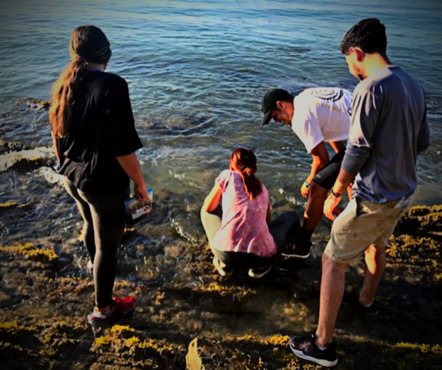 Recolección de algas Recolección de algas