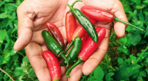 Screen Shot 2021-11-24 at 4.52.40 PM