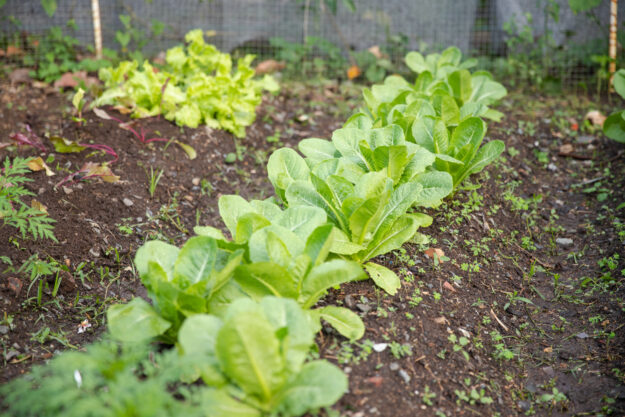 Huerto Capetillo Huerto Capetillo