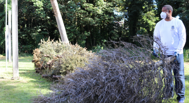 Sobre 600 árboles de pueblos diversos de la isla fueron recibidos y procesados
