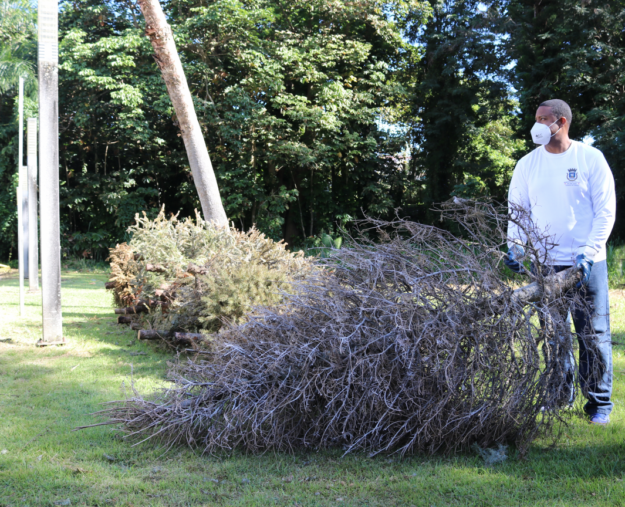 Sobre 600 árboles de pueblos diversos de la isla fueron recibidos y procesados Sobre 600 árboles de pueblos diversos de la isla fueron recibidos y procesados