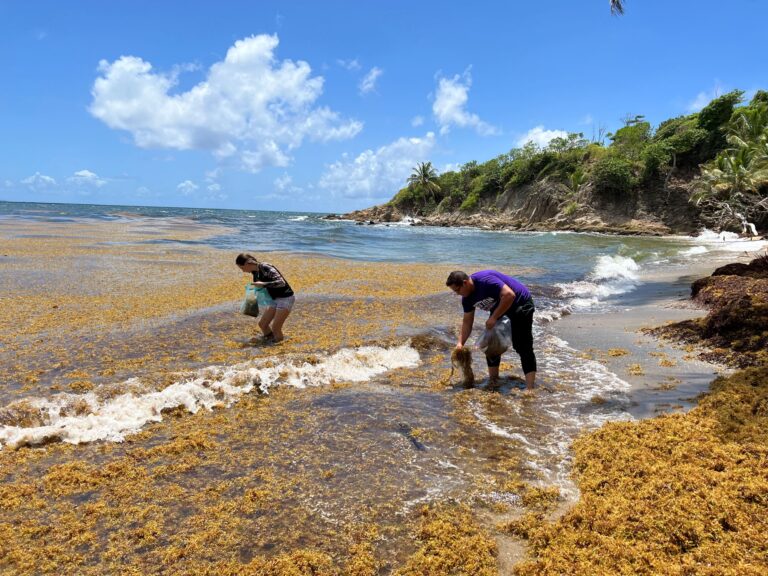 Equipo de FitoEnergy recogiendo algas a la orilla de una playa