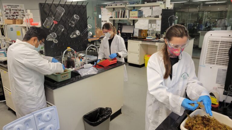 Equipo FitoEnergy en un laboratorio lavando algas.