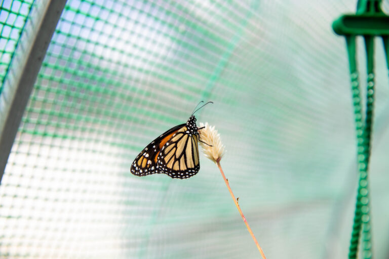 Foto ampliada de mariposa monarca que está posada sobre una flor