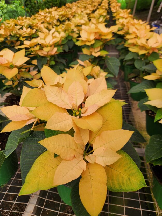 Festival-de-Pascuas-2023