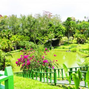 Espectacular vista del Palmetum