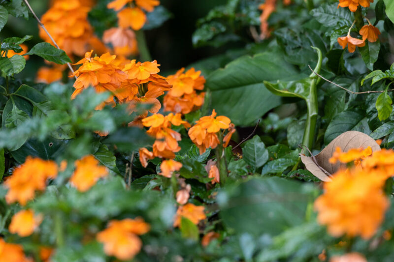 Jardín Botánico Universidad de Puerto Rico