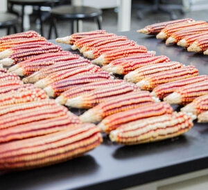 Varias filas de mazorcas de maíz colocadas sobre una mesa.