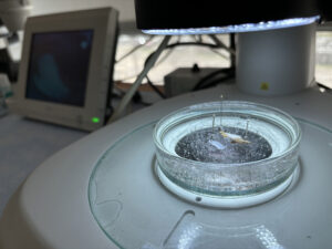 Instalación de Secuenciación Genómica