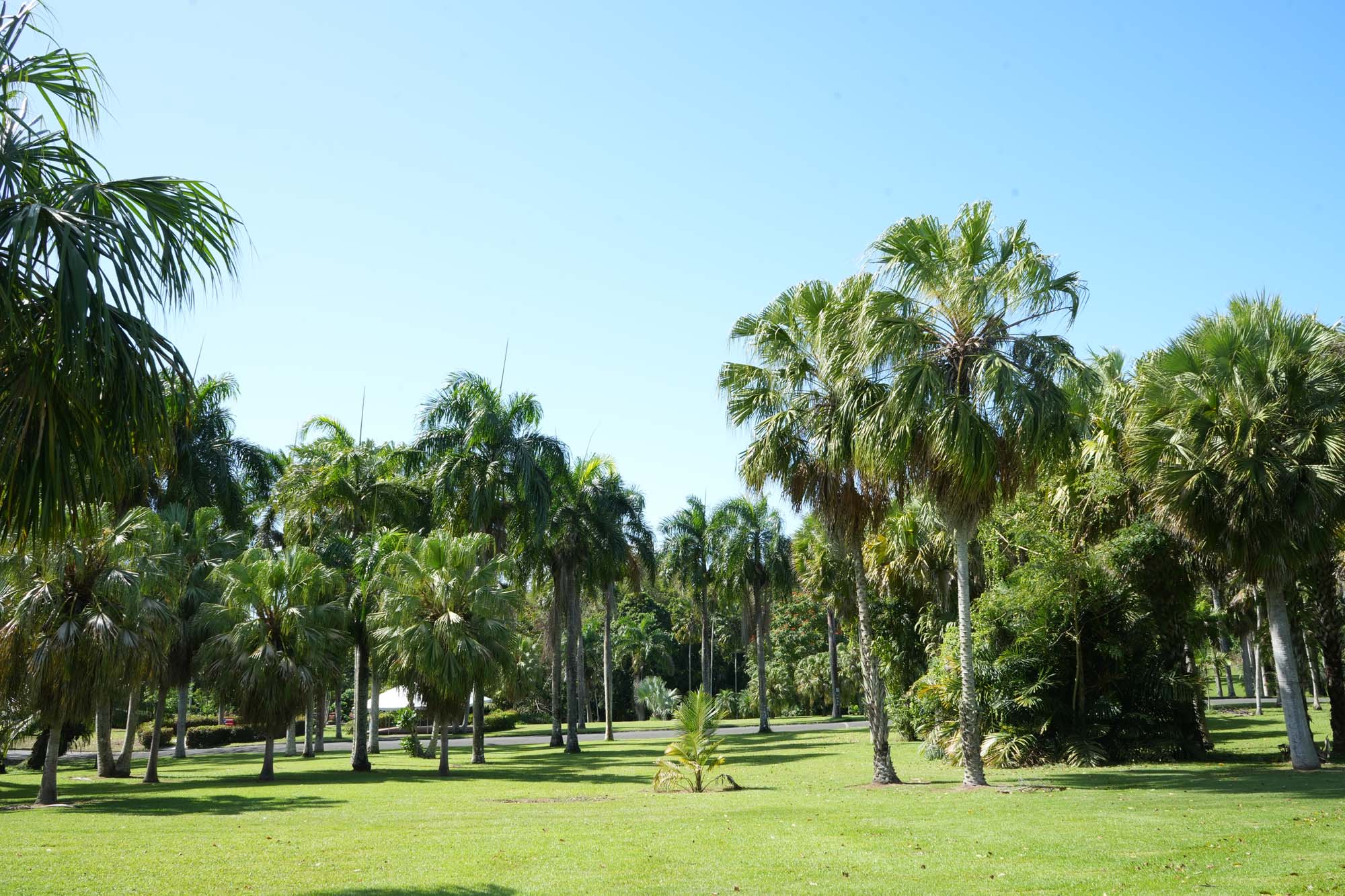 Foto del Palmetum - varias especies de palmas a la vista.