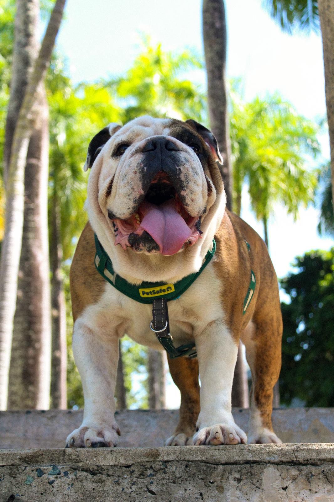Tarzán Tarzan, Mascota del RUM