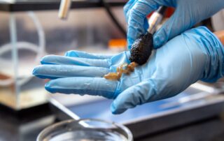 Investigación sobre regeneración intestinal en la UPR-Río Piedras recibe subvención de $500 mil del NIH