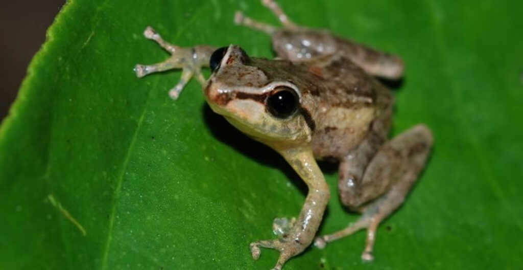 Coquí posado sobre una hoja.
