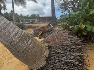 Proceso de erosión en la costa norte de Puerto Rico. Una palmera con gran parte de la raiz expuesta, producto de la erosión.